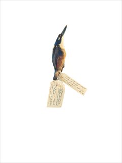 <i>The Birds #5 (Kingfisher)</i> [2014] pigment ink on bamboo rag 81 x 61cm [edition 2/3]