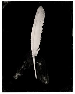 <i>Bermagui #10 (White Feather)</i> [2015] pigment ink print from collodion positive on bamboo rag 112 x 140cm [edition of 3]