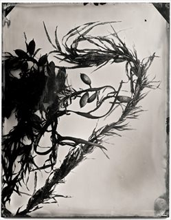 <i>Bermagui #15 (Seawedd)</i> [2015] unique collodion positive on black perspex 22 x 17cm