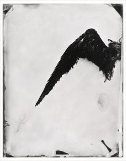 <i>Bermagui #14 (Bird Wing)</i> [2015] unique collodion positive on black perspex 22 x 17cmcm