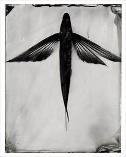 <i>Bermagui #4 (Flying Fish, Above)</i> [2015] pigment ink print from collodion positive on bamboo rag 112 x 140cm