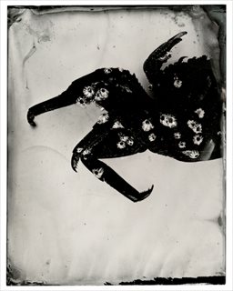<i>Bermagui #9 (Crab With Barnicles)</i> [2015] unique collodion positive on black perspex 22 x 17cm